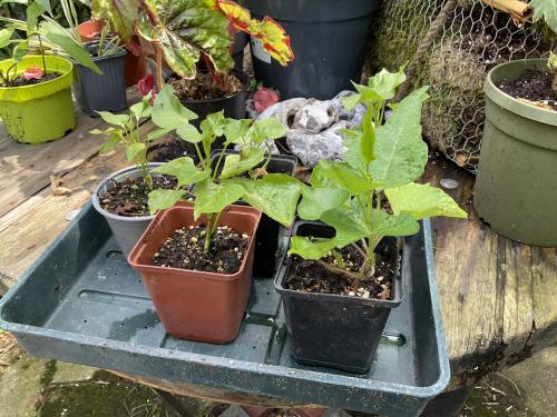 Zoete aardappel planten