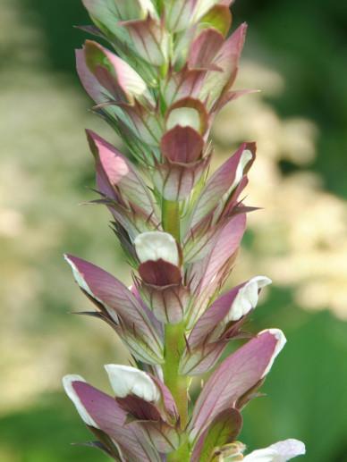 Acanthus mollis.
