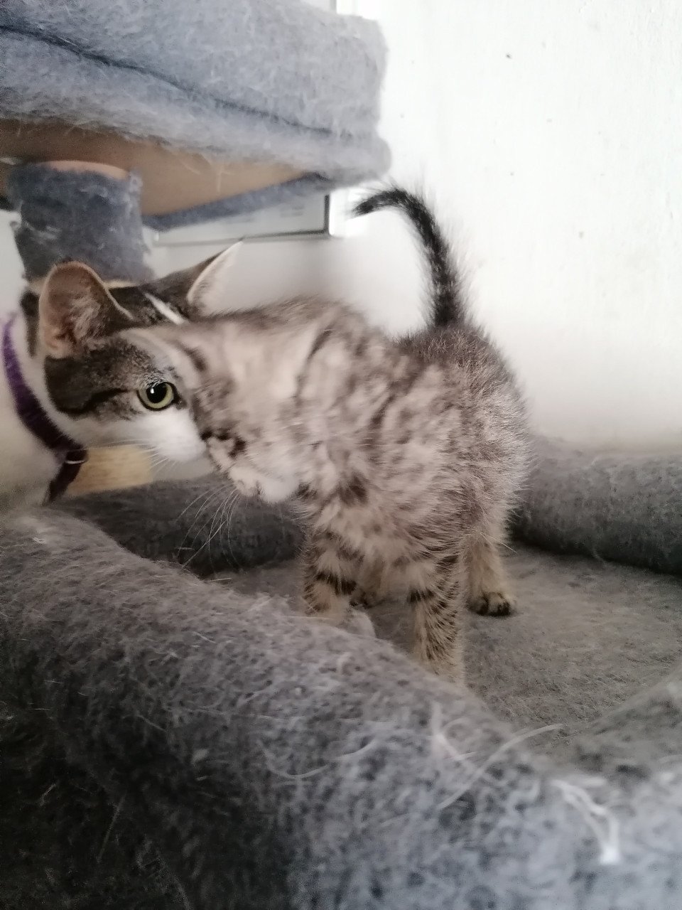 5 kittens