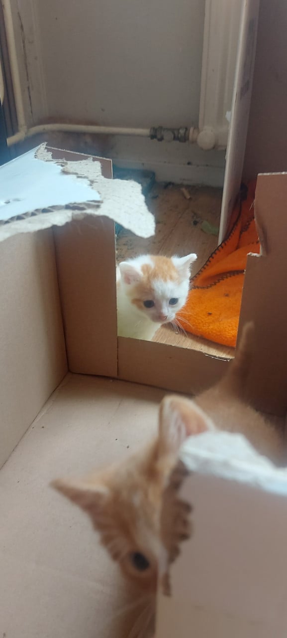 Nestje kittens
