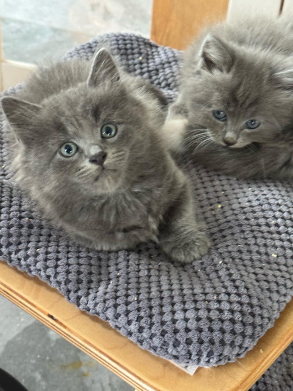 Heel aanhankelijk Ragdoll x Nebelung katertje