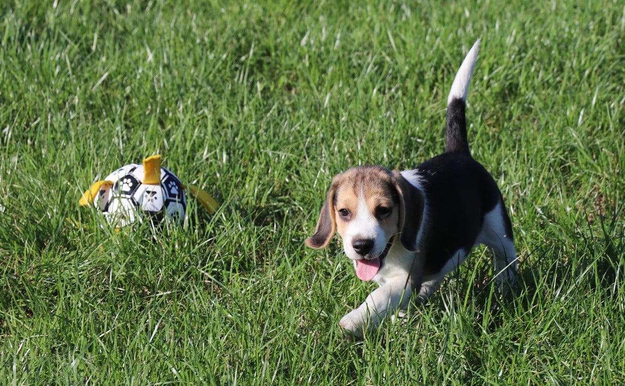 Beagle pups