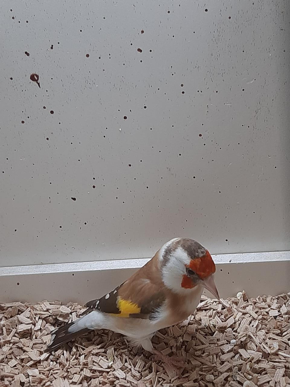 2 koppels putters en losse pop