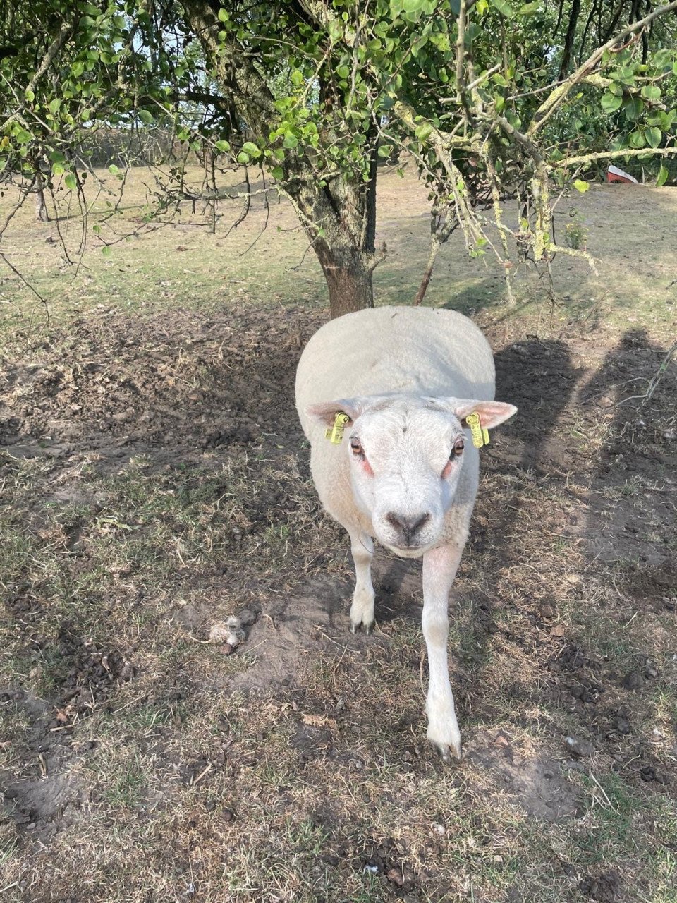 Texelaar schapen