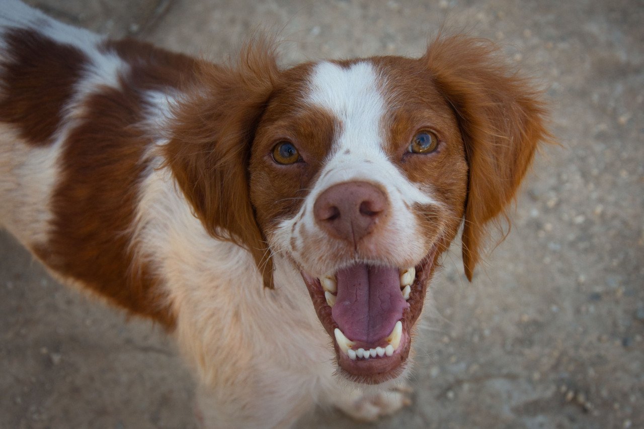 Deze hele lieve hond zoekt een sportief baasje!