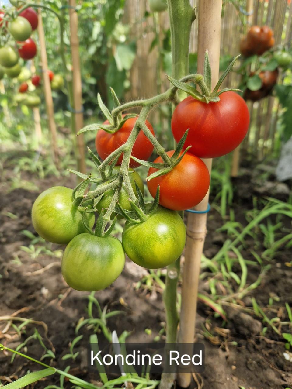 Diverse rassen tomatenzaden uit eigen tuin