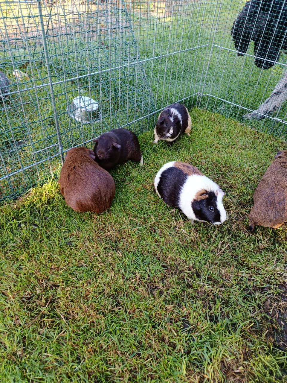 Cavia's te koop 5 zeugjes 2 beertjes