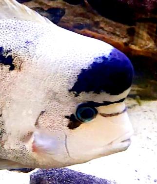 Aquariumvissen zilverwitte