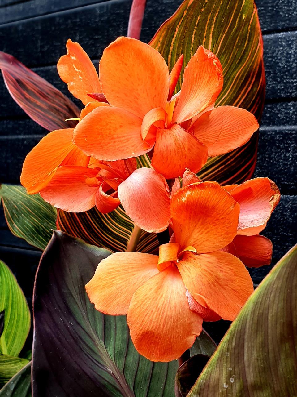 Canna's & Hortensia's