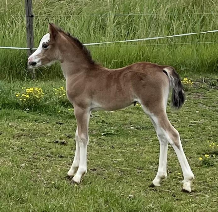 Bruine Welsh A hengst - 3 jaar