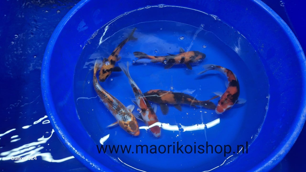 10% korting bij maorikoishop