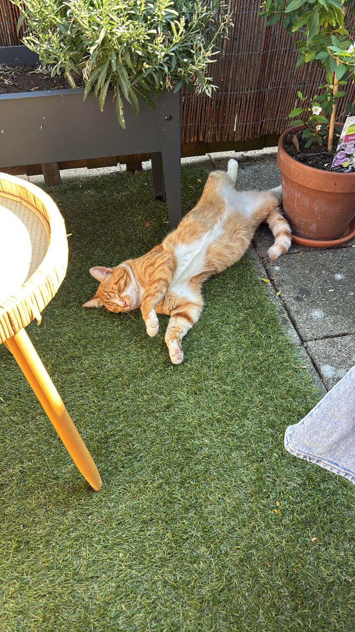 Kater vermist!!!!