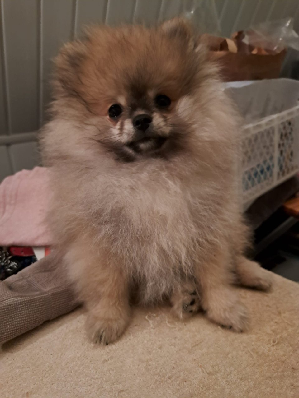 Pomeriaan (dwerg keeshond) puppy