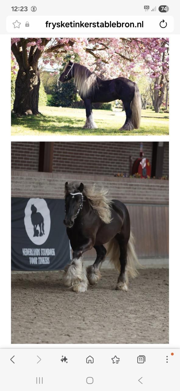Super relaxed tinker irish cob hengst veulen