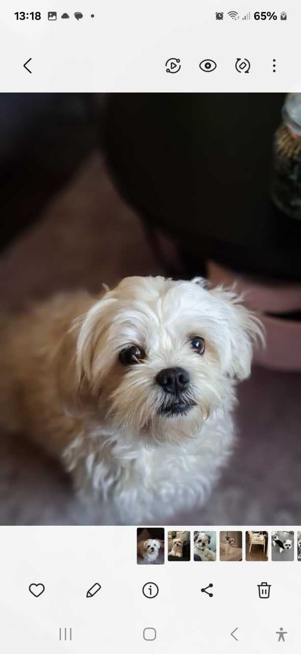 Lief boomer puppy