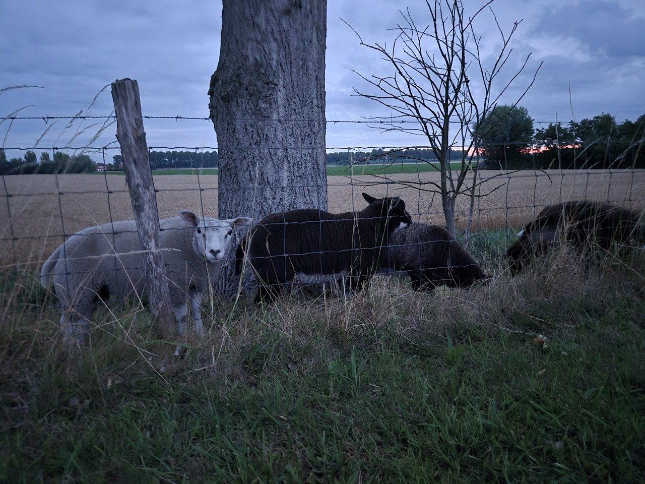 Schapen