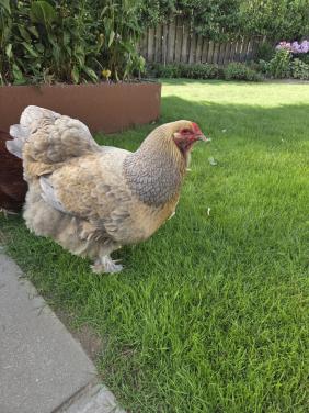 Mooie Brahma hen