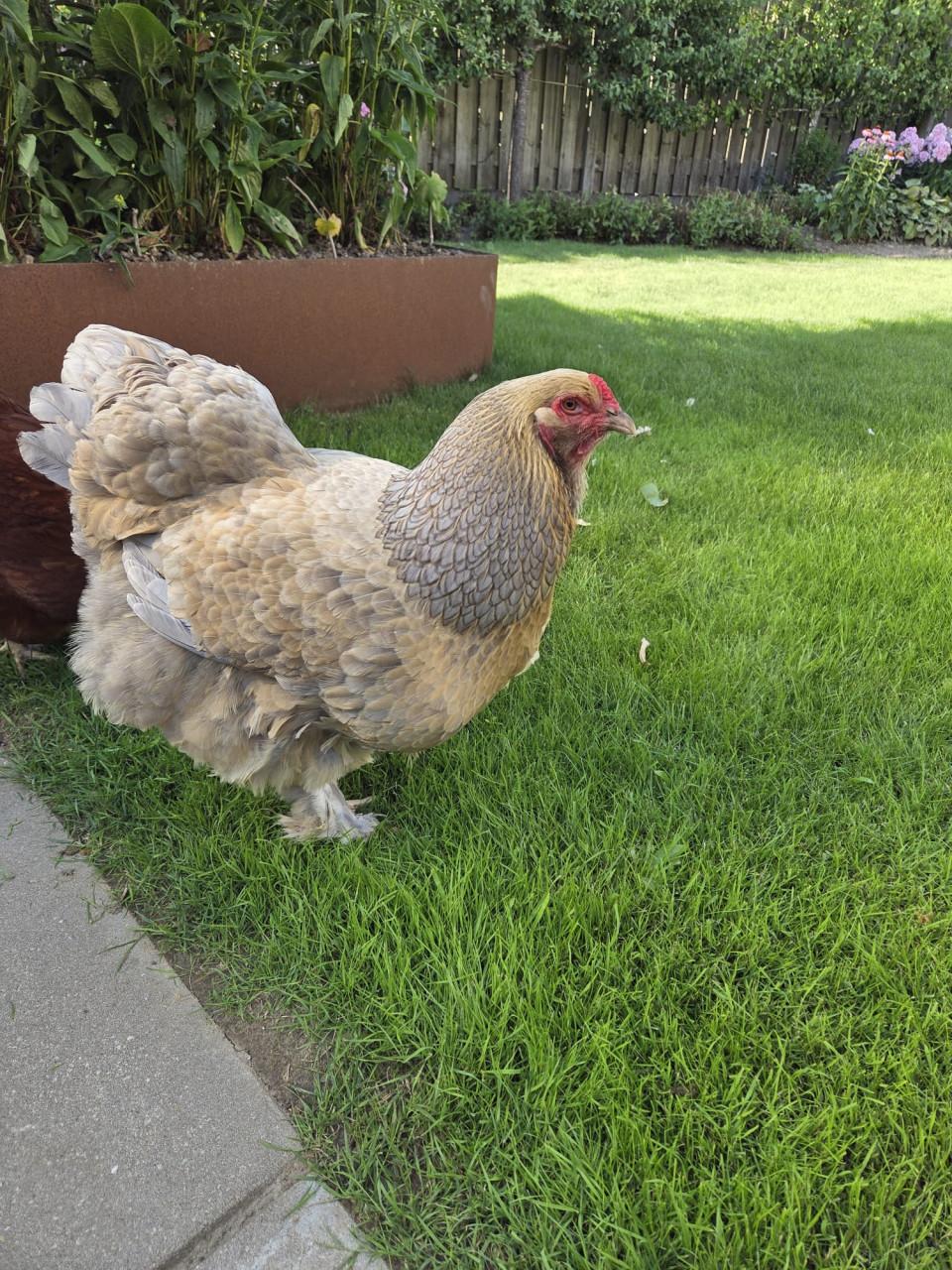 Mooie Brahma hen