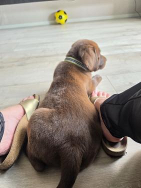 Labrador pup zoekt gouden huis