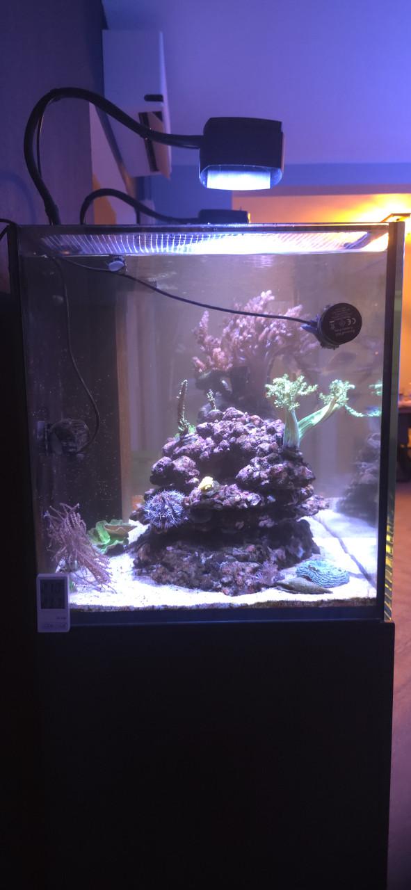 Zeeaquarium 250L incl apparatuur.