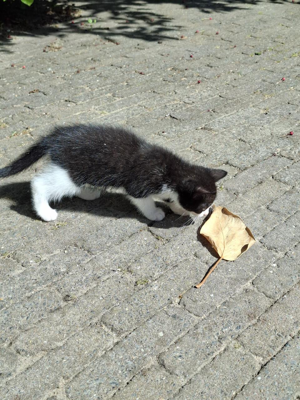 Lieve kittens, mogen per direct mee!