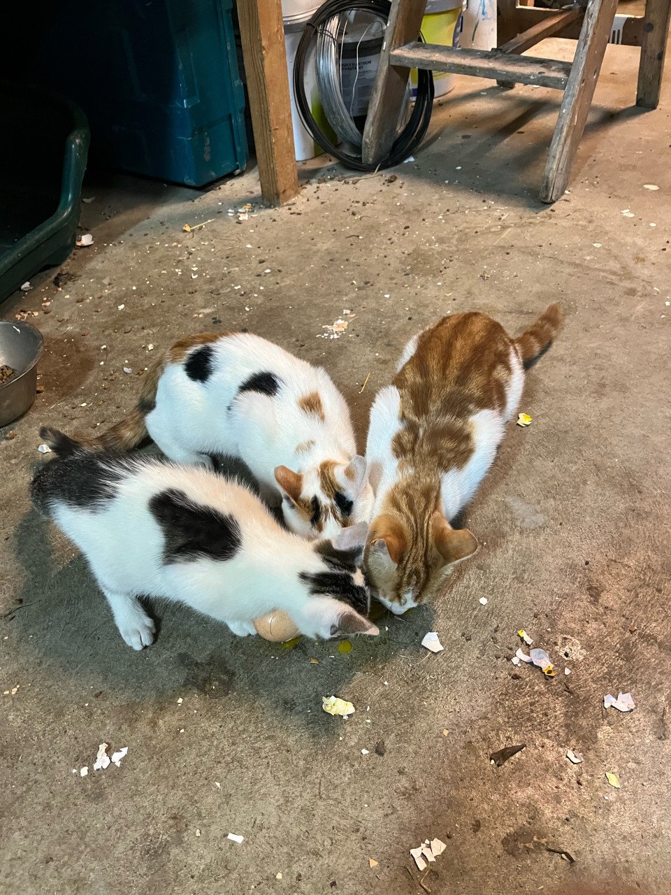Kittens
