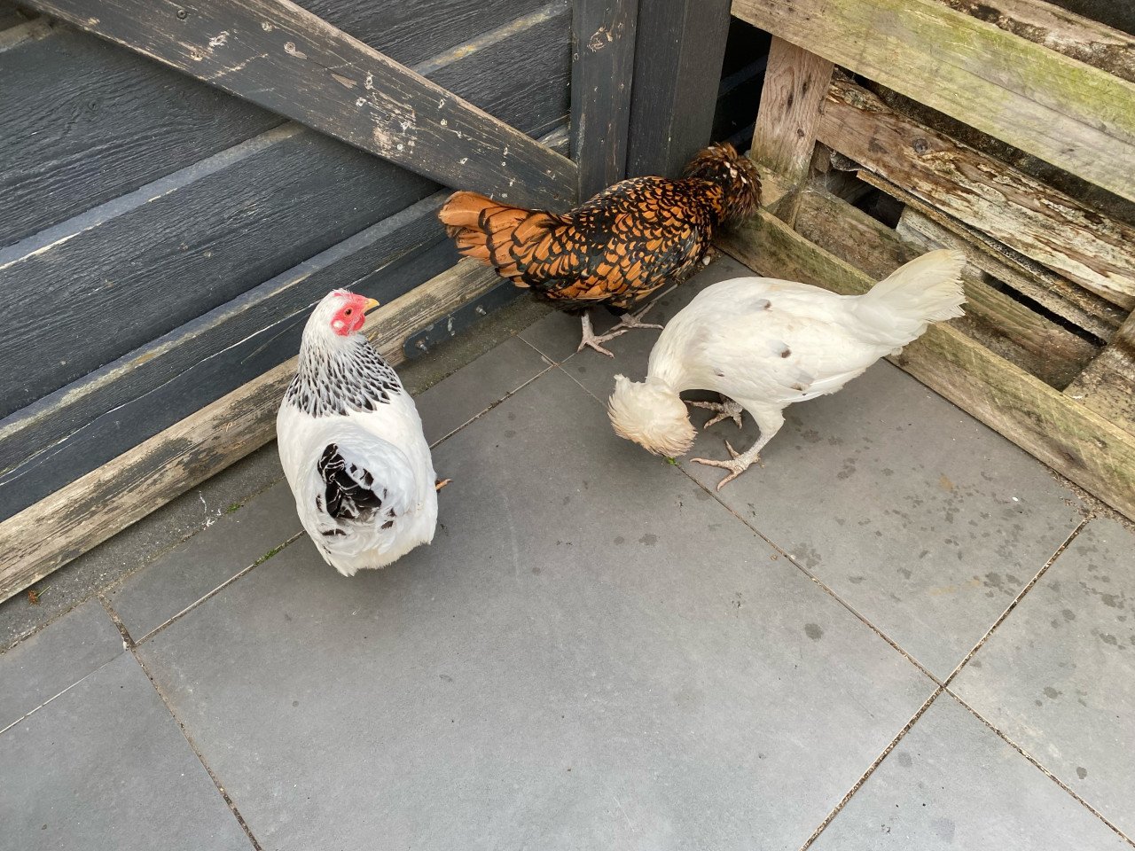 3 krielkipjes van 2 jaar oud