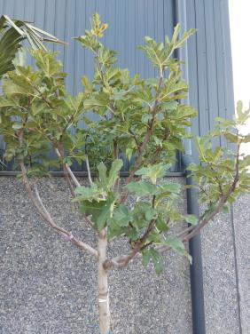 Vijgenbomen grote en kleine