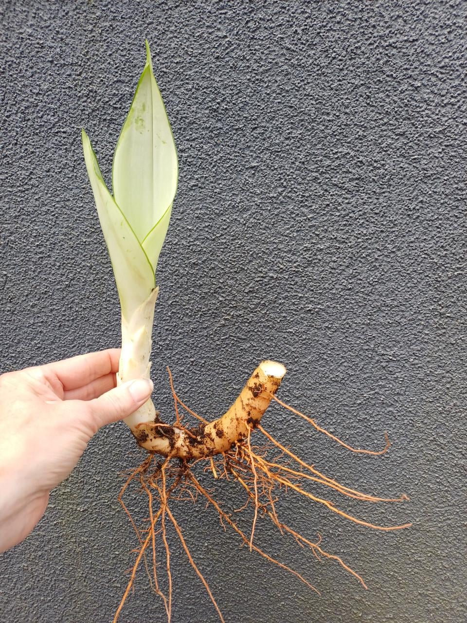 Prachtige volgroeide STEKKEN van de Sansevieria Moonshine