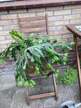 Lidcactus