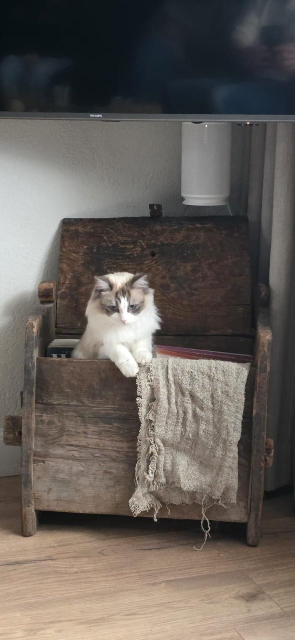 RAGDOLL  kittens
