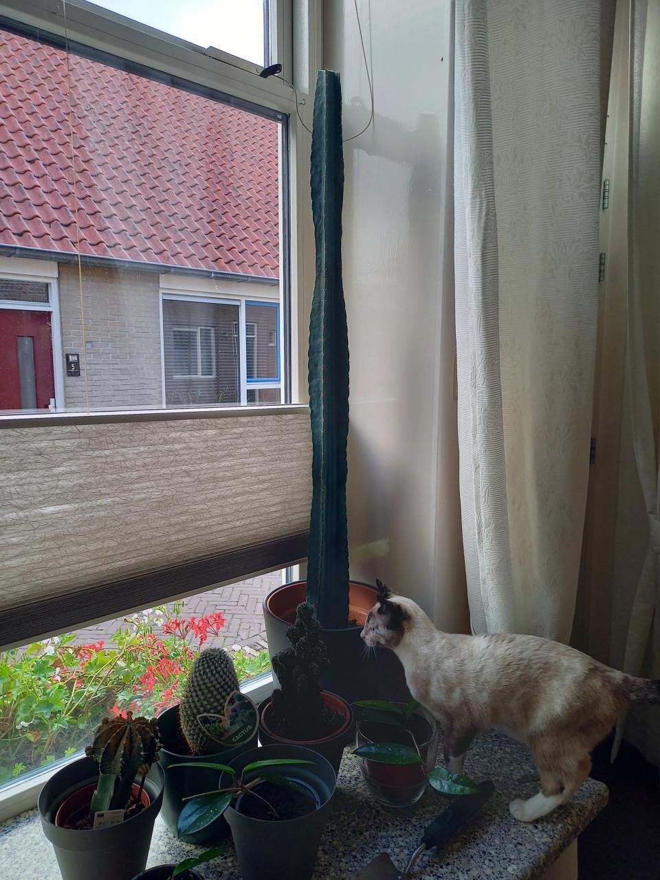 4 cactussen