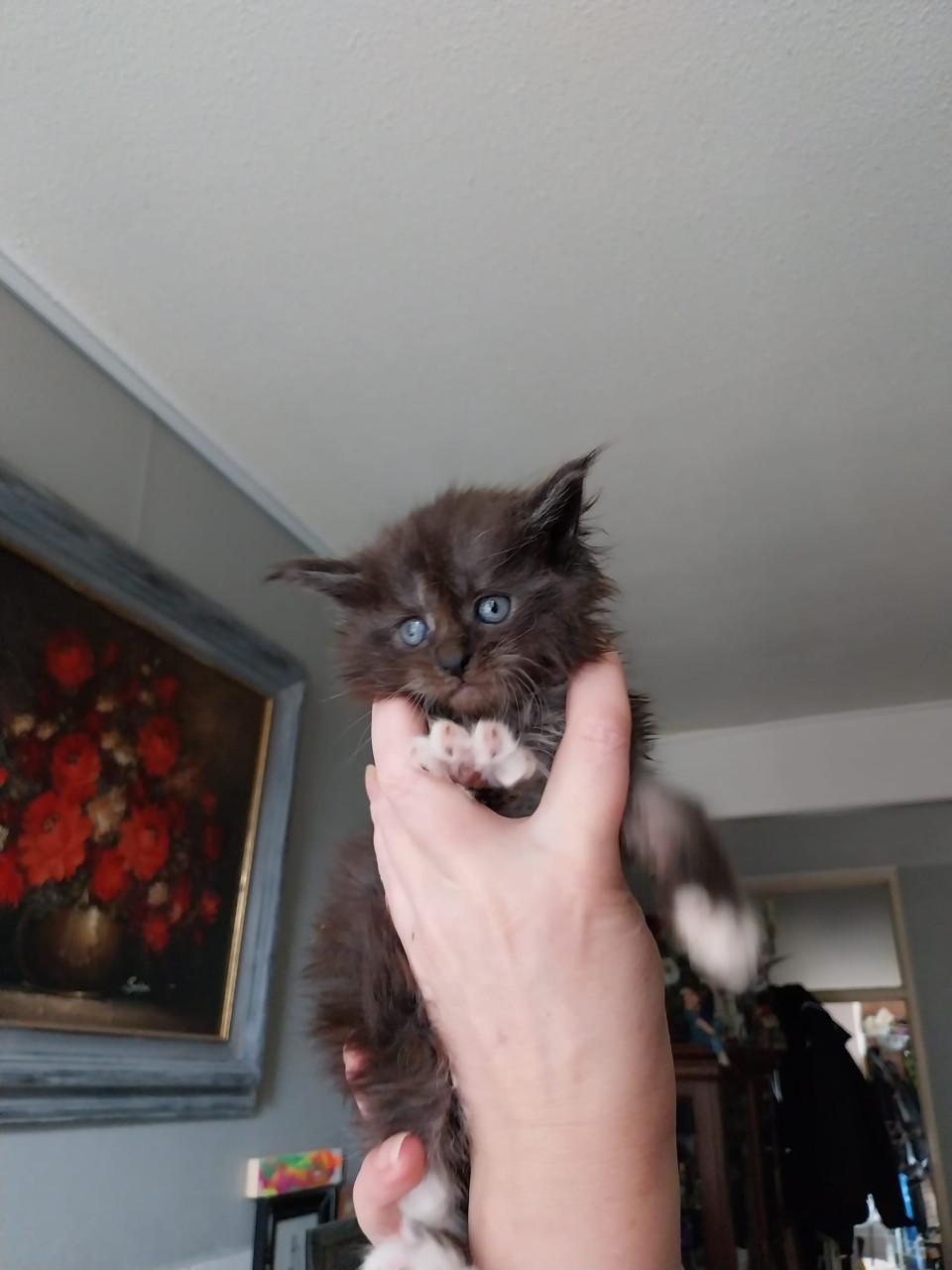 Prachtige Maincoon kittens