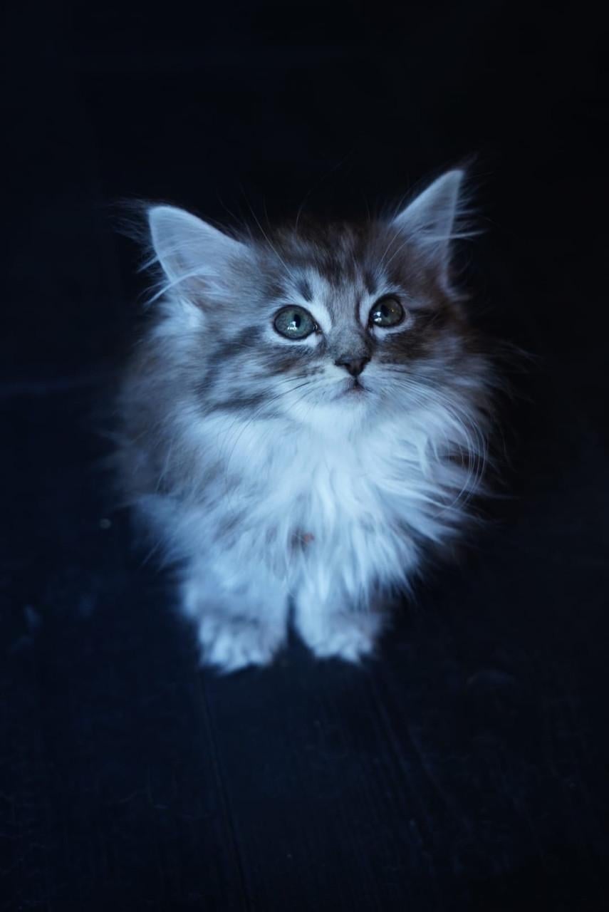 Maine coon kittes 3 poesjes