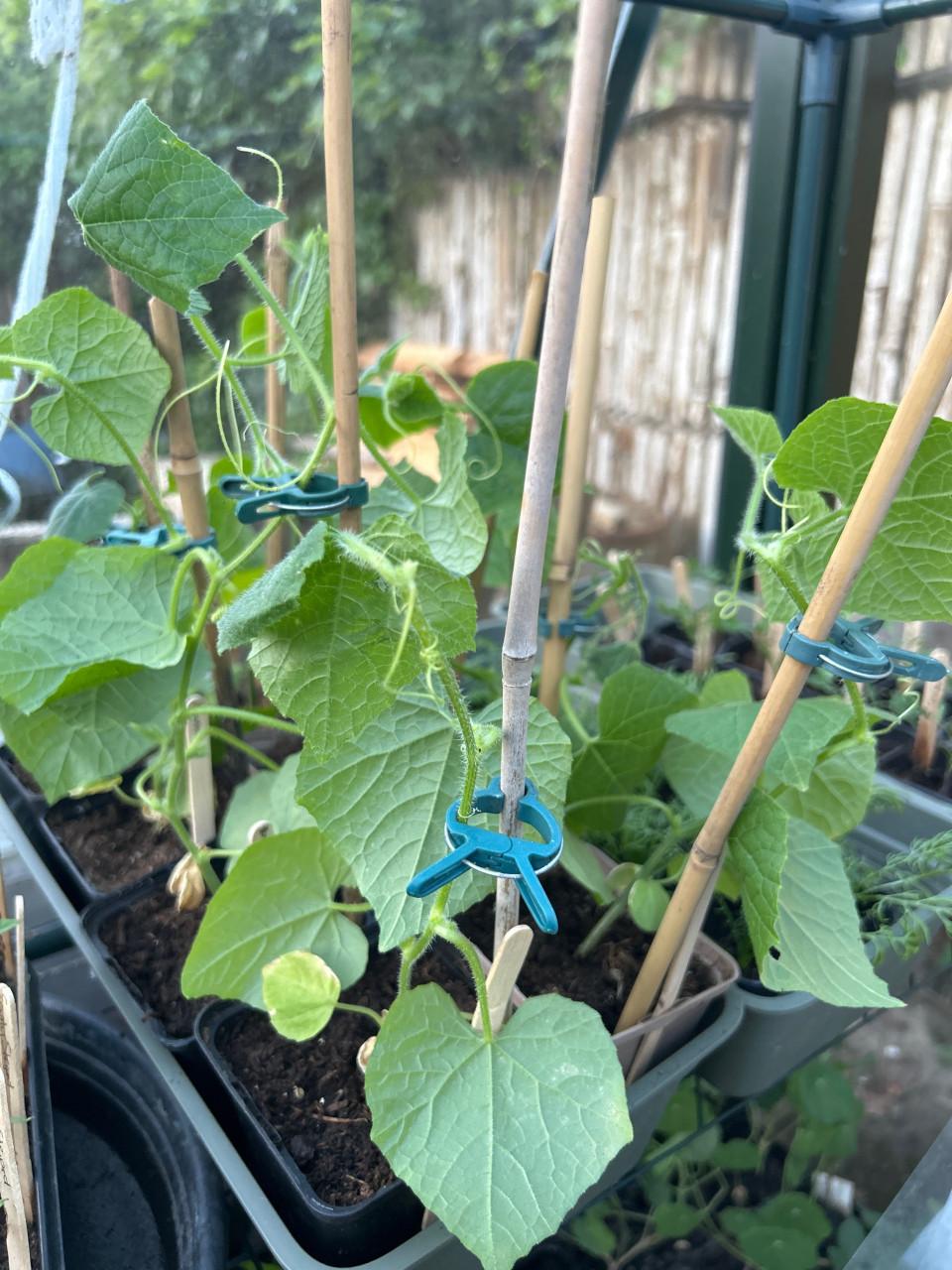 Kiwano