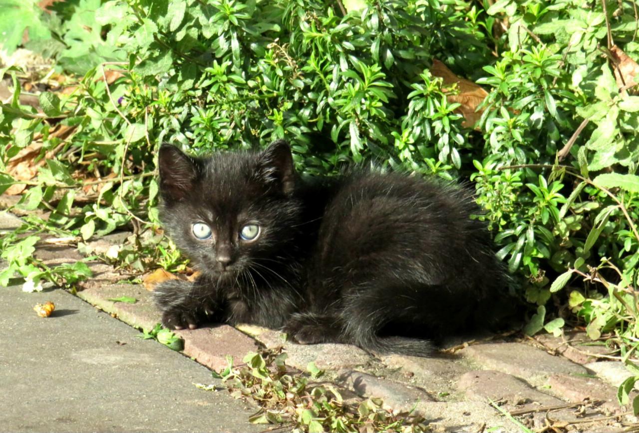 Kittens
