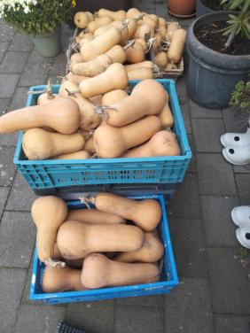 Soep pompoenen te koop