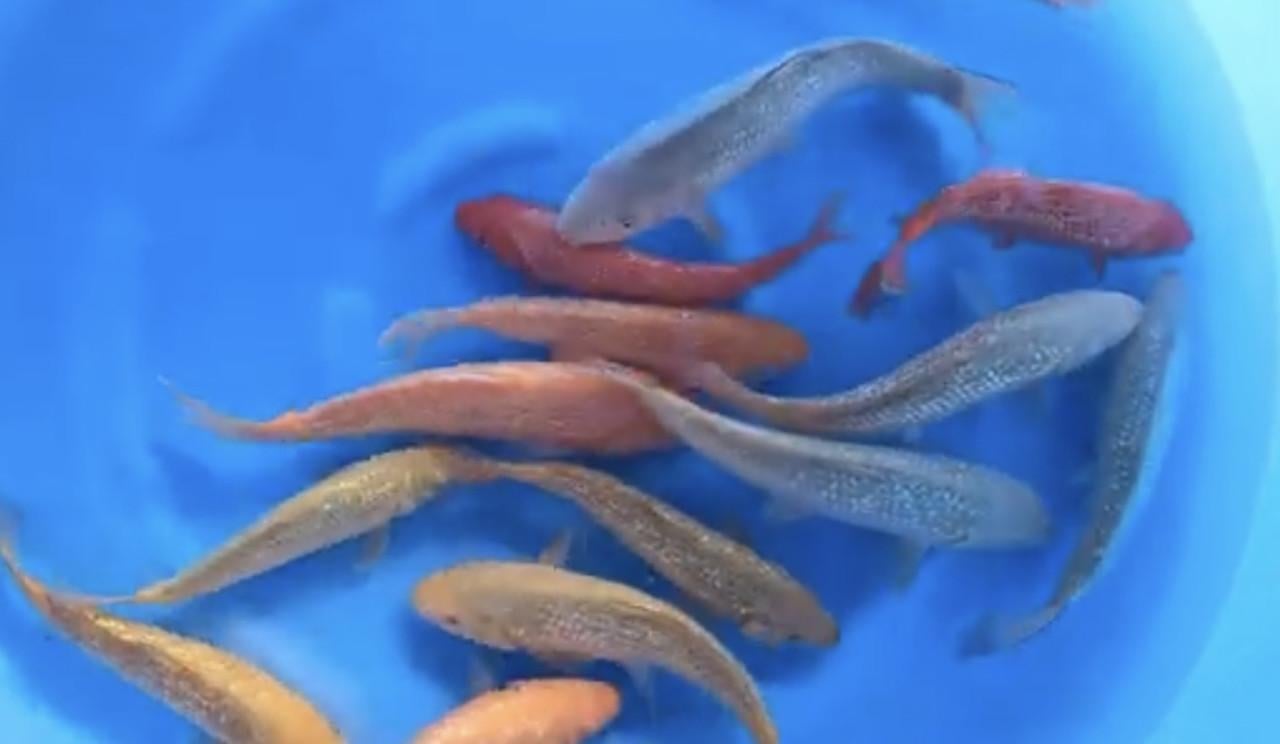 HQ Japanse Tosai 16-20cm en meer diverse koi!