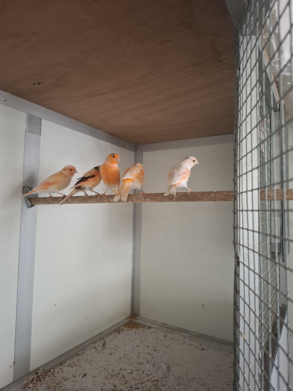 Prachtige kanaries (oranje)
