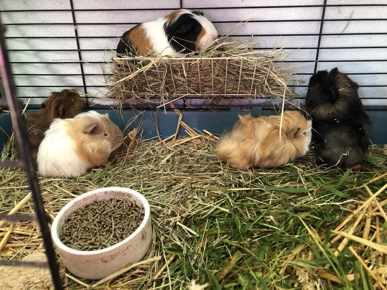 Schattige cavia’s!!