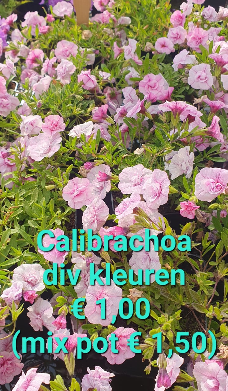 TUINPLANTEN leuke prijzen!