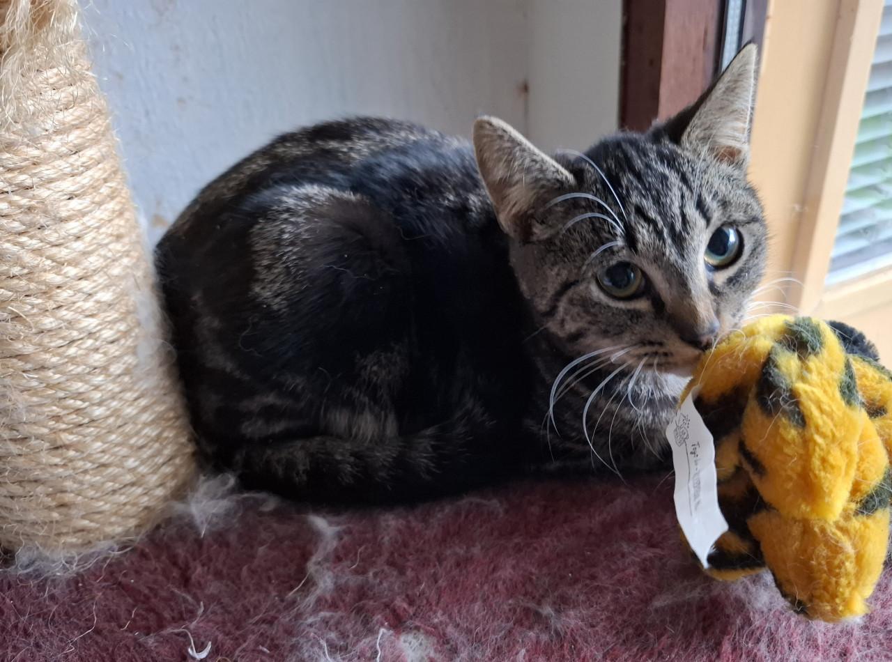 2 Kittens 6 maanden. Poes en katertje