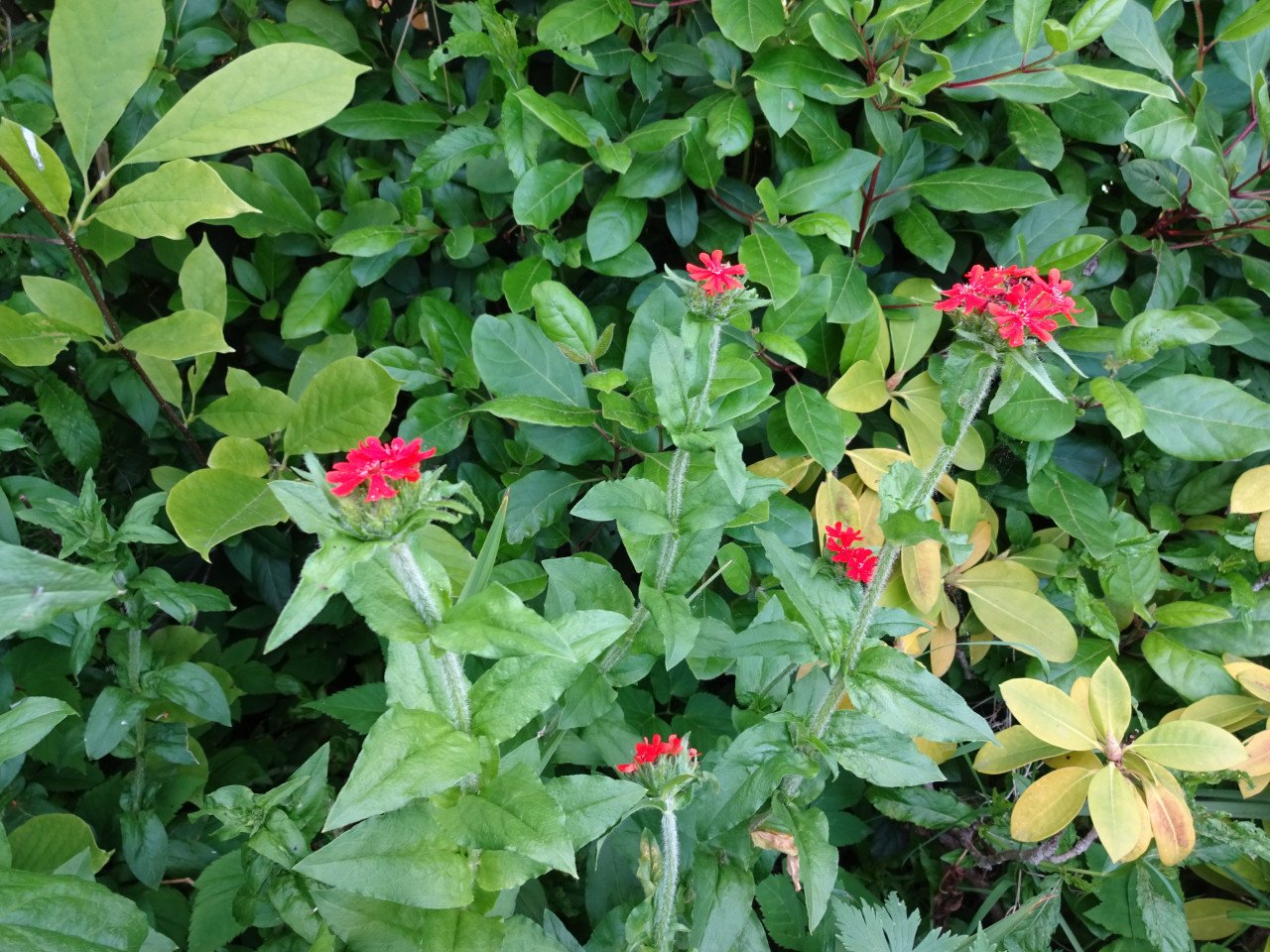 Brandende Liefde/Lychnis Chalcedonica