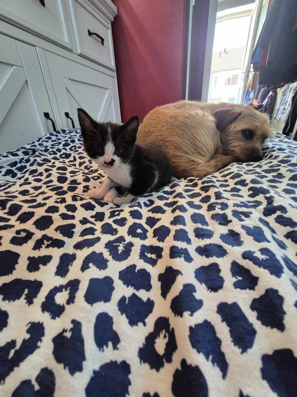 Super lieve sociale met de fles opgevoede kittens te koop
