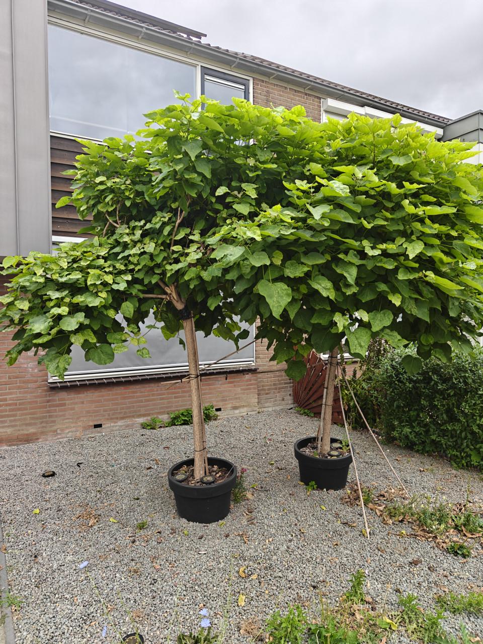 2 grote sierbomen a 2,5m in pot 60cm te koop: Bolcatalpa's