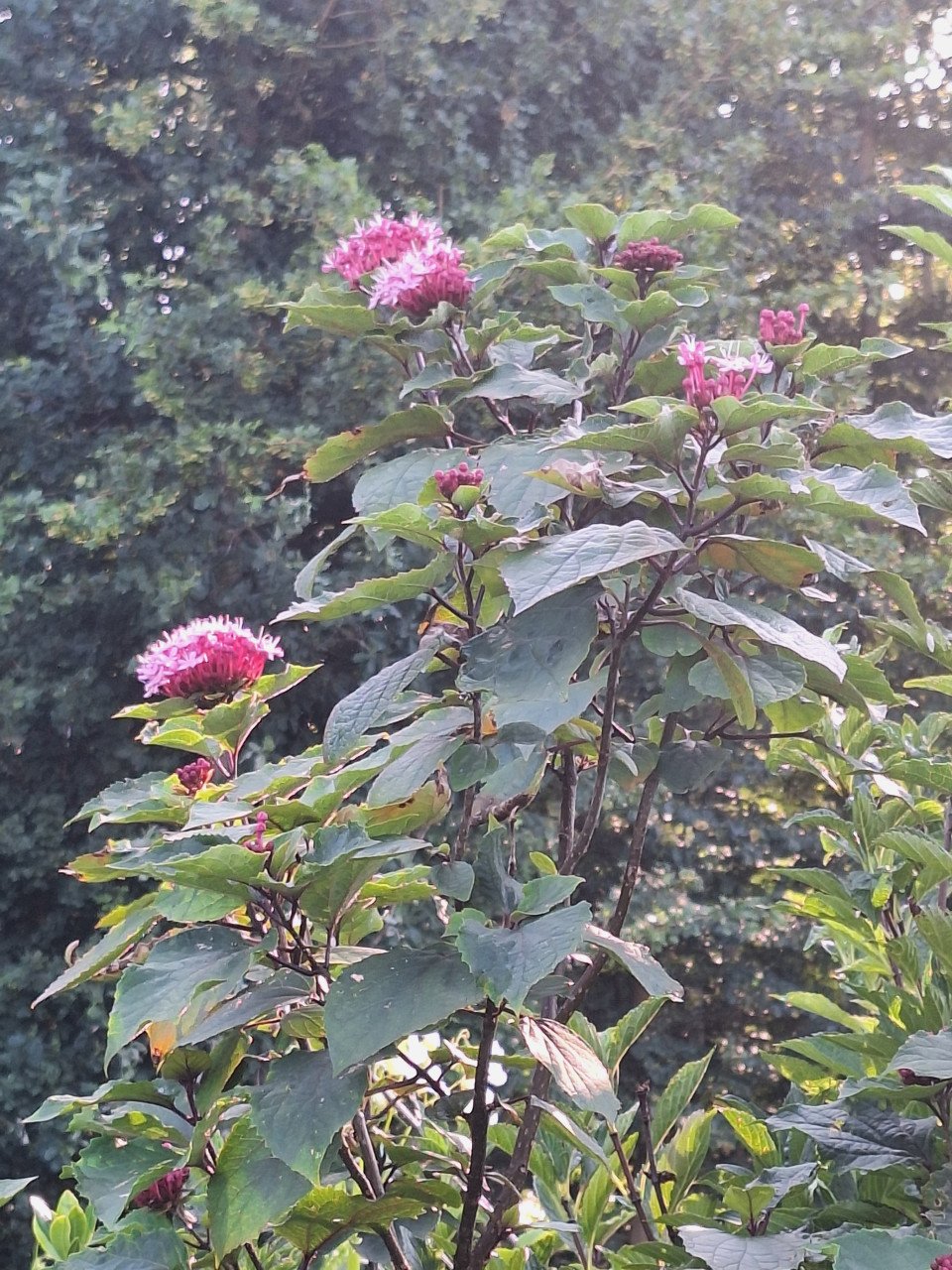 Pindakaas plant