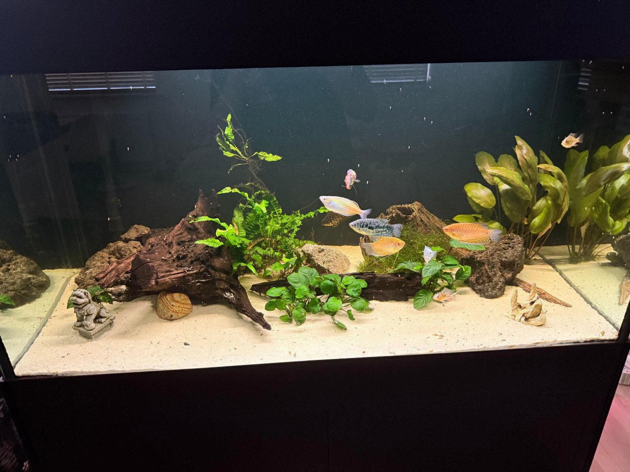 Aquarium 450 liter met vissen