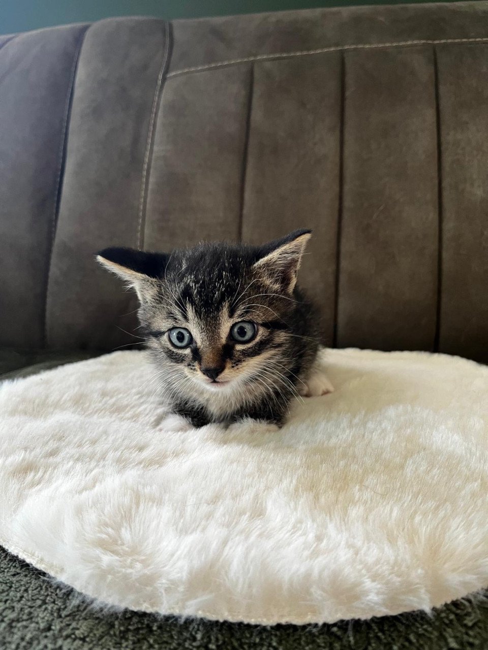 Leuke kittens