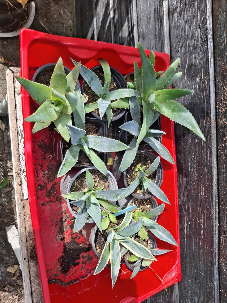 Agaves