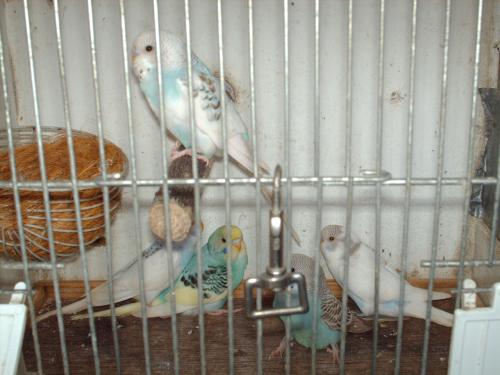 Te koop ; 3 Jonge grasparkieten.